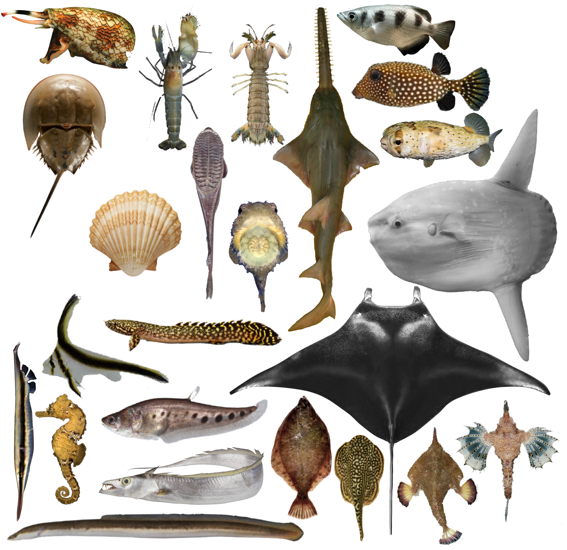 Sea creatures with unique adaptations, photos arranged into a collage isolated on a white background